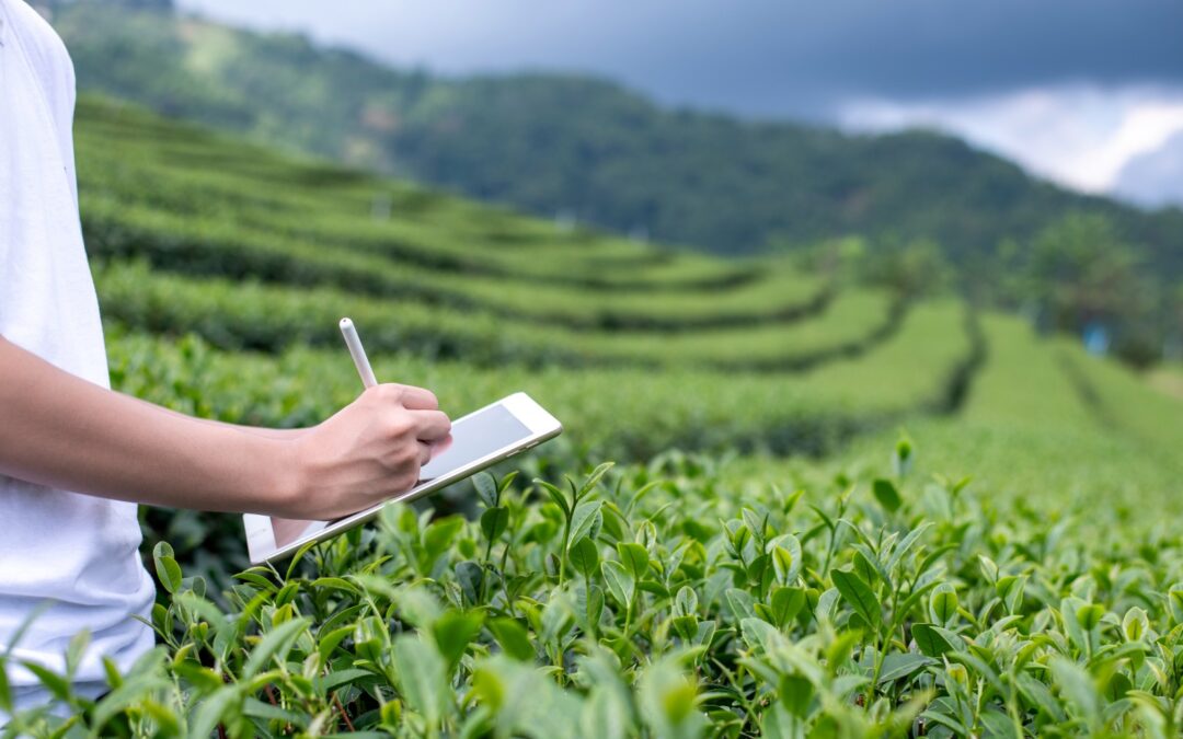person-standing-in-a-tea-plantation-holding-a-tab-2026-01-09-00-13-40-utc-1-1