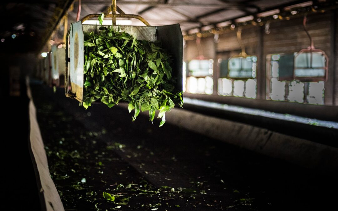 tea-estate-factory-munnar-western-ghats-mountain-2026-03-09-05-47-40-utc-1-2