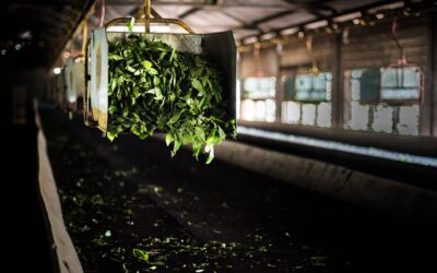 Nilgiri Tea Audit Software: Quality, Compliance & Traceability