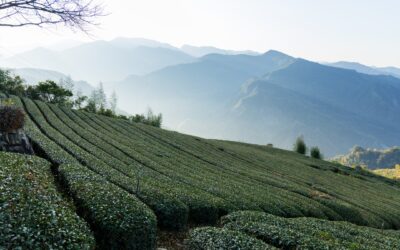 Audit software for tea exporters by Dataspire Tech improves compliance and quality control globally