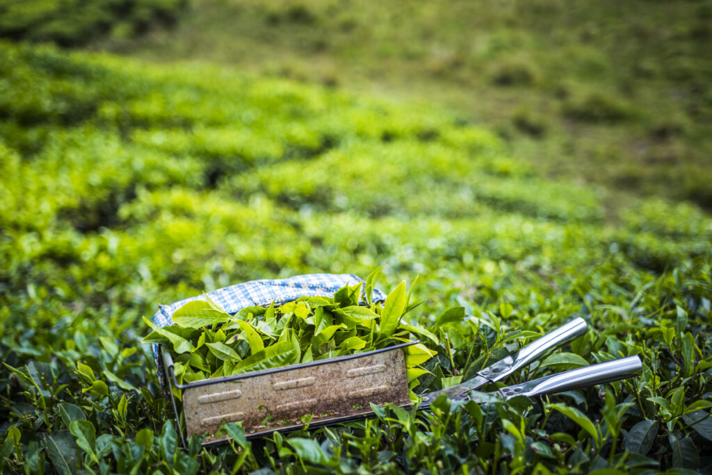 tea compliance software